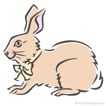 rabbit - khargosh